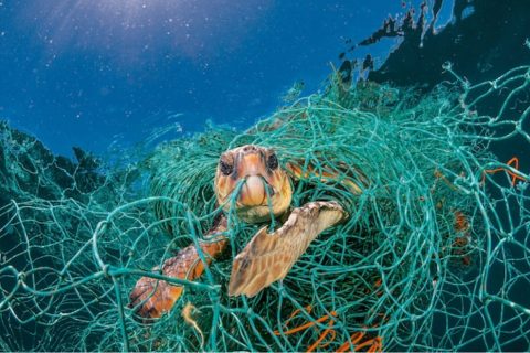 Effects of Plastic Pollution on Marine Life - Plastic Collective